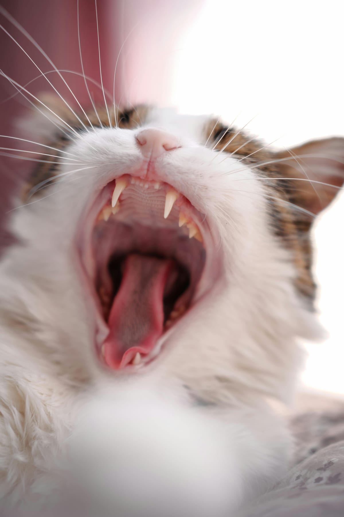 Pourquoi mon chat est agressif ? Causes, solutions et conseils pratiques