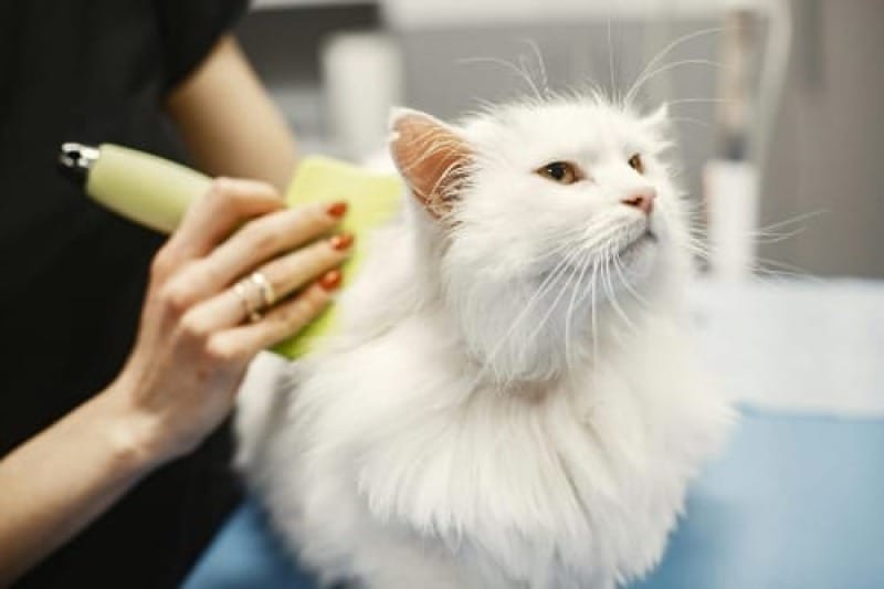 Pourquoi choisir un peigne pour chat autonettoyant ?