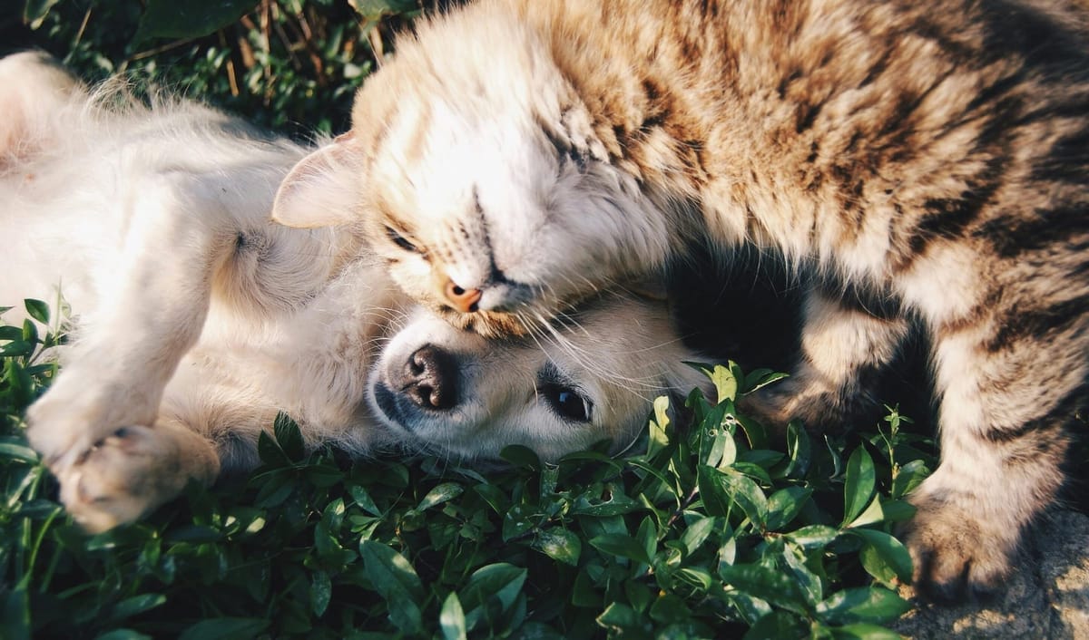 Les essentiels à considérer avant d'adopter un animal de compagnie en ville