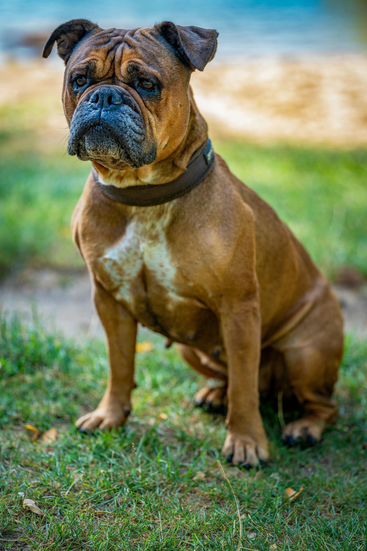 Bulldog américain : prix, photos et comportement de cette race unique