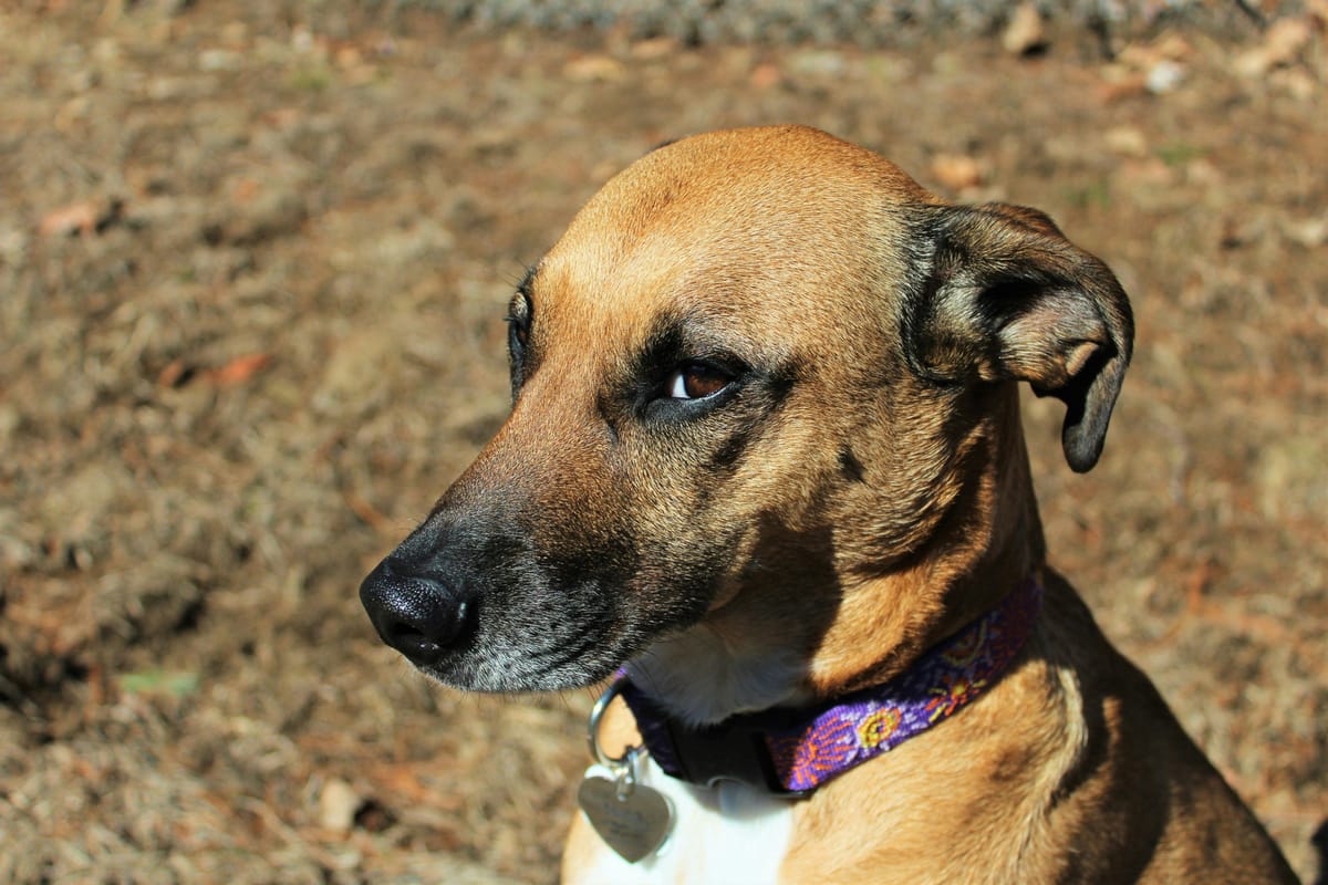 Adopter un chien : tout ce qu’il faut savoir avant de franchir le pas