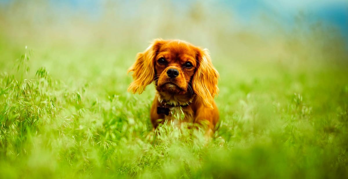 Cavalier King Charles : taille, caractère et soins pour un chien unique