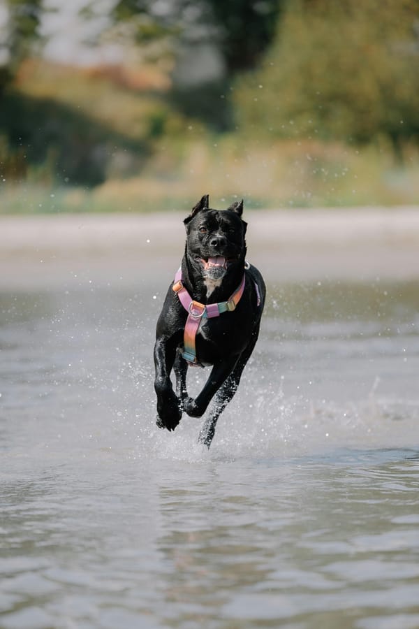 Cane corso : caractère, santé, alimentation et prix – guide complet