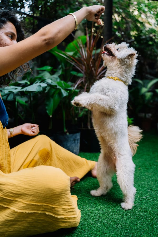 Pourquoi consulter un comportementaliste canin ? Les signes qui ne trompent pas