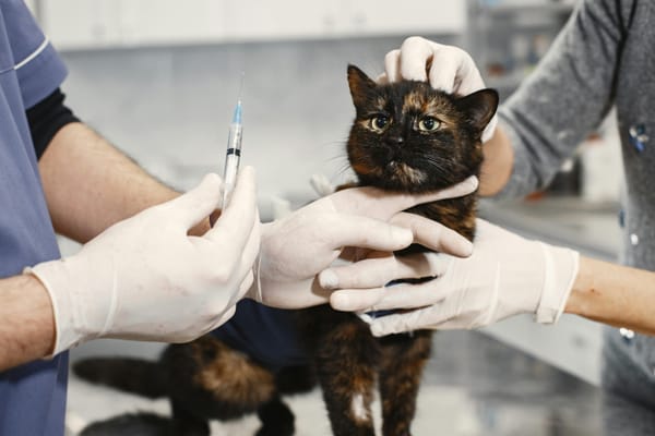 Découvrez les avantages et les inconvénients de la stérilisation chez le chat