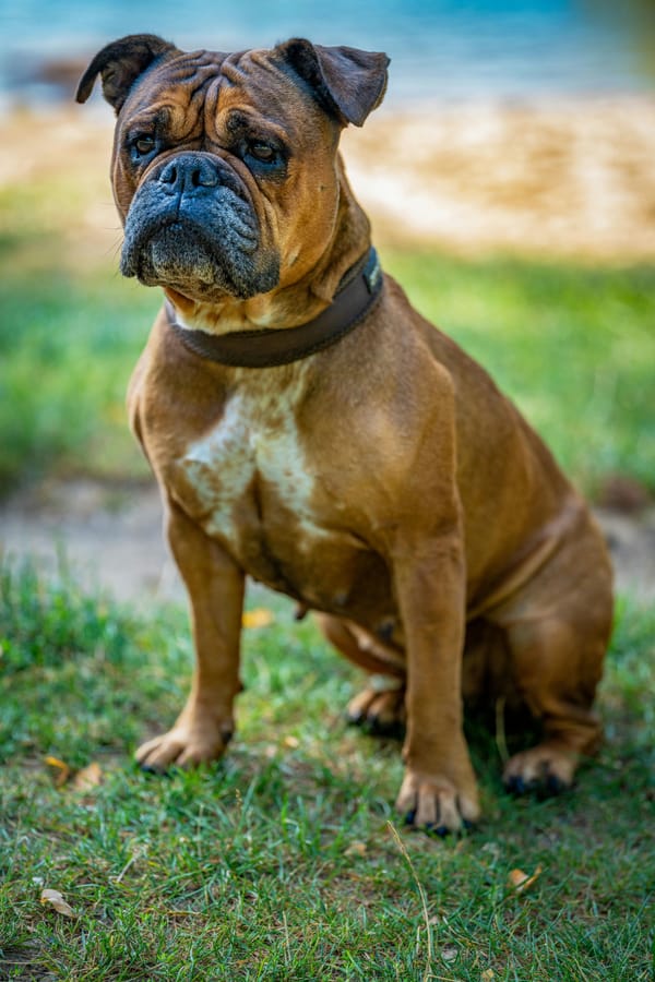 Bulldog américain : prix, photos et comportement de cette race unique