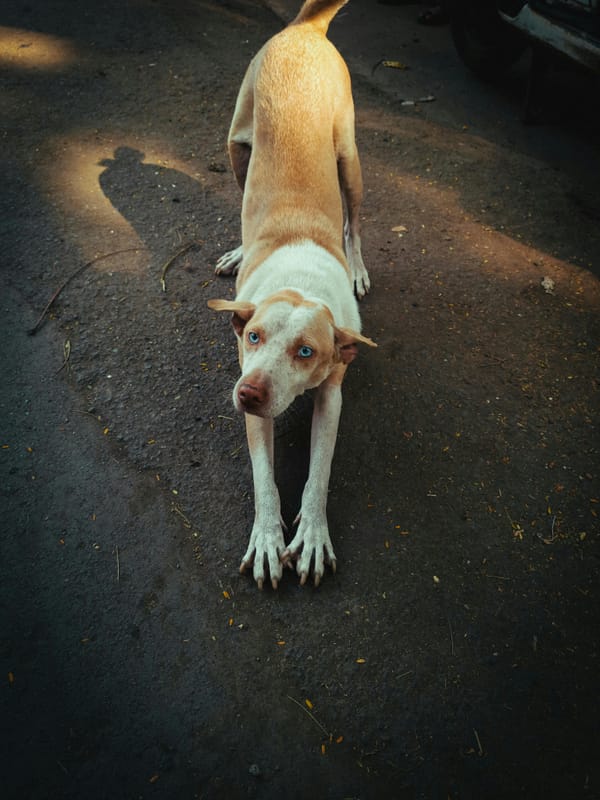 Décoder son chien : tout ce que vous devez savoir sur les signaux de communication et postures