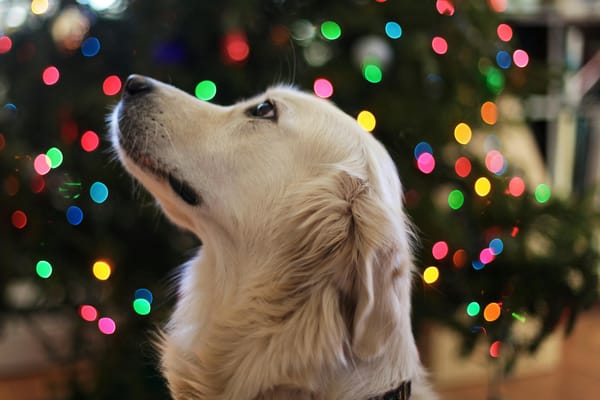 Les meilleures idées de cadeaux de Noël pour votre chien